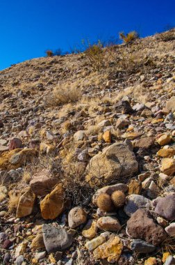 Big Bend Ulusal Parkı 'nın kaktüsü. Escobaria tuberculosa - Escobaria kaktüsü, Escobaria kaktüsü. 