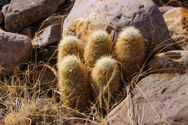 Echinocereus dasyacanthus - Texas gökkuşağı kaktüsü, Texas Eyaleti Vahşi Hayatı.