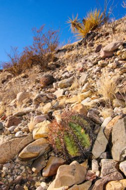 Kartal pençeleri (ya da Türk kafası) kaktüs, Echinocactus yatay olarak Teksas Çölü 'nde Big Bend Ulusal Parkı' nda
