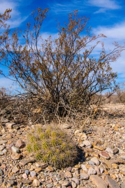 Big Bend Ulusal Parkı 'nın kaktüsü. Echinocereus stramineus: Çilekli kirpi kaktüsü, Big Bend Ulusal Parkı 'ndaki Teksas Çölü' nde saman renkli kirpi.. 