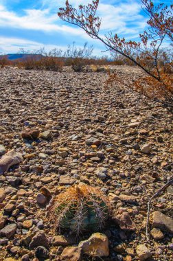Kartal pençeleri (ya da Türk kafası) kaktüs, Echinocactus yatay olarak Teksas Çölü 'nde Big Bend Ulusal Parkı' nda