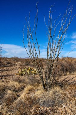 Ocotillo bitkisi, Fouquieria ihtişamı, Texas, Big Bend Ulusal Parkı 'nın Chihuahuan Çölü' nde