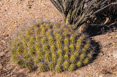 Big Bend Ulusal Parkı 'nın kaktüsü. Echinocereus stramineus: Çilekli kirpi kaktüsü, Big Bend Ulusal Parkı 'ndaki Teksas Çölü' nde saman renkli kirpi.. 