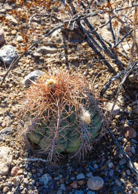 Echinocactus horizonthalonius, Turk 'ün baş kaktüsü Big Bend Ulusal Parkı' ndaki Teksas Çölü 'nde.