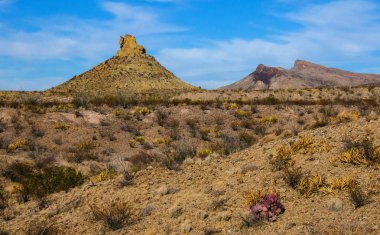 Taş çöl, Teksas 'taki dağlarda çöl manzarası Big Bend Ulusal Parkı, kaktüs ve çöl bitkileri.