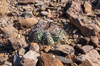 Kartal pençeleri (ya da Türk kafası) kaktüs, Echinocactus yatay olarak Teksas Çölü 'nde Big Bend Ulusal Parkı' nda