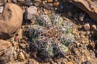 Kartal pençeleri (ya da Türk kafası) kaktüs, Echinocactus yatay olarak Teksas Çölü 'nde Big Bend Ulusal Parkı' nda