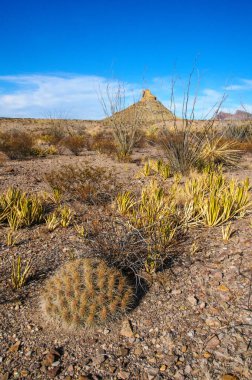 Big Bend Ulusal Parkı 'nın kaktüsü. Echinocereus stramineus: Çilekli kirpi kaktüsü, Big Bend Ulusal Parkı 'ndaki Teksas Çölü' nde saman renkli kirpi.. 