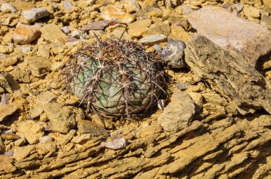 Echinocactus horizonthalonius, Turk 'ün baş kaktüsü Big Bend Ulusal Parkı' ndaki Teksas Çölü 'nde.