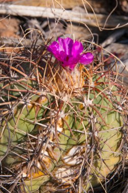 Echinocactus 'un çiçeği, Türk baş kaktüsü Big Bend Ulusal Parkı' ndaki Teksas Çölü 'nde.