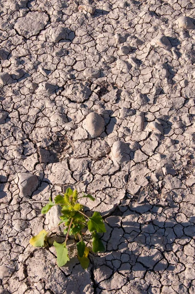 Dried Mud Texas Santa Elena Canyon Rio Grande Big Bend — Stock Photo, Image