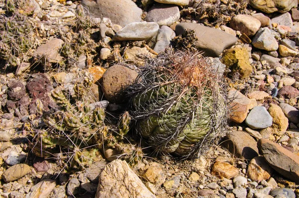 Kartal pençeleri (ya da Türk kafası) kaktüs, Echinocactus yatay olarak Teksas Çölü 'nde Big Bend Ulusal Parkı' nda