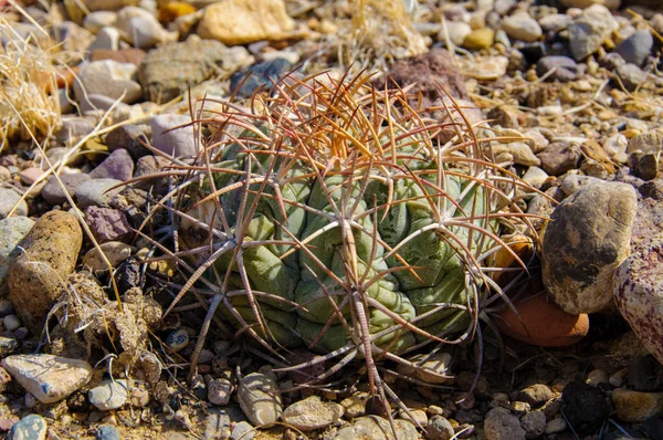 Орлиные Когти Голова Турка Кактус Echinocactus Horizonthalonius Пустыне Техаса Национальном — стоковое фото