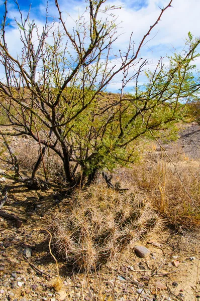 Cactus Del Parque Nacional Big Bend Echinocereus Stramineus Cactus Erizo — Foto de Stock