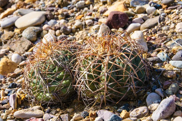Kartal pençeleri (ya da Türk kafası) kaktüs, Echinocactus yatay olarak Teksas Çölü 'nde Big Bend Ulusal Parkı' nda