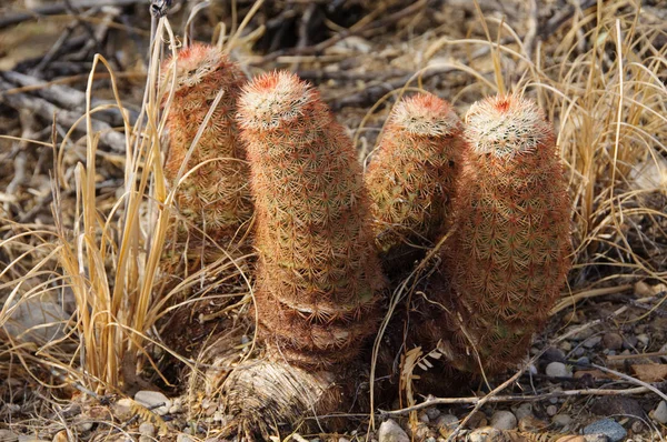 Big Bend Ulusal Parkı 'nın kaktüsü. Echinocereus pectinatus, Texas gökkuşağı kaktüsü, Teksas Eyaleti Vahşi Hayatı.