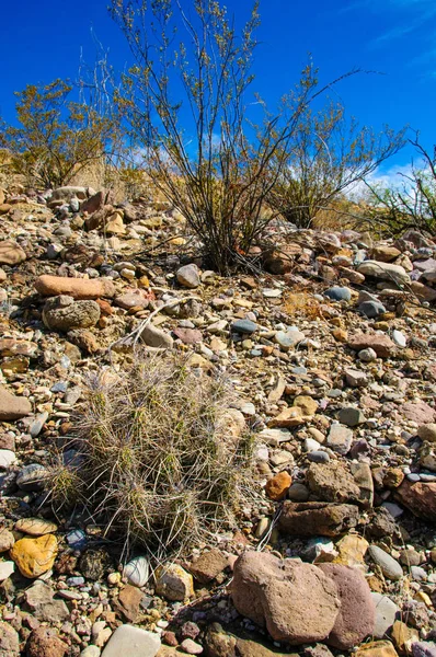 Big Bend Ulusal Parkı 'nın kaktüsü. Echinocereus stramineus: Çilekli kirpi kaktüsü, Big Bend Ulusal Parkı 'ndaki Teksas Çölü' nde saman renkli kirpi.. 