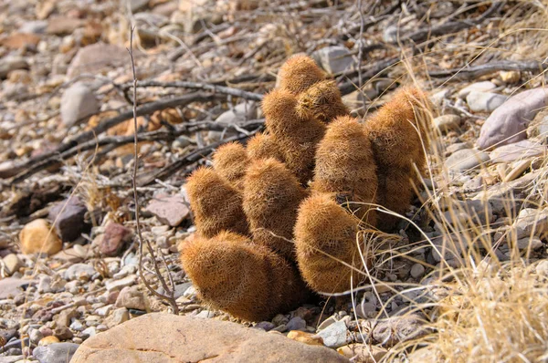 Big Bend Ulusal Parkı 'nın kaktüsü. Echinocereus pectinatus, Texas gökkuşağı kaktüsü, Teksas Eyaleti Vahşi Hayatı.
