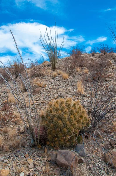 Big Bend Ulusal Parkı 'nın kaktüsü. Echinocereus stramineus: Çilekli kirpi kaktüsü, Big Bend Ulusal Parkı 'ndaki Teksas Çölü' nde saman renkli kirpi.. 