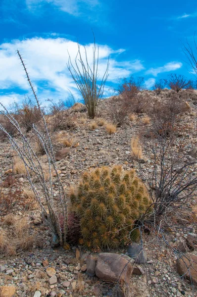 공원의 선인장 Echinocereus Stramineus 공원에 텍사스 사막의 고슴도치 선인장 짚으로 — 스톡 사진