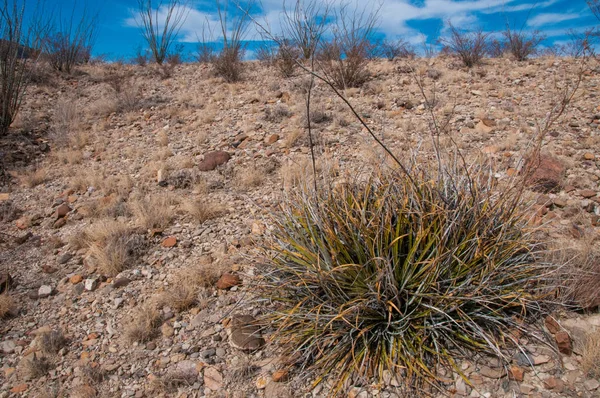 Taş çöl, Teksas 'taki dağlarda çöl manzarası Big Bend Ulusal Parkı, kaktüs ve çöl bitkisi.