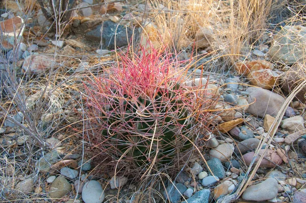 Kedi pençesi kaktüsü (