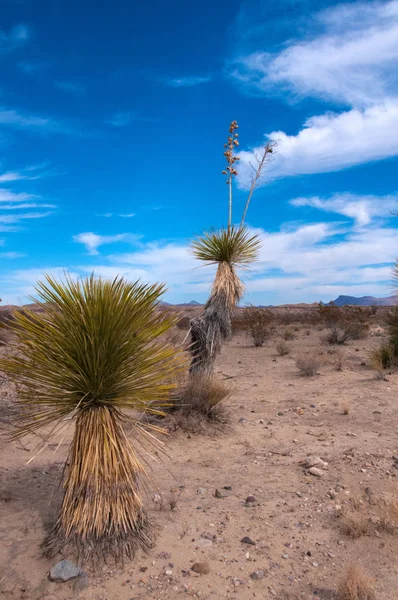Dev bir yukka, Batı Teksas 'taki Big Bend Ulusal Parkı' nda yetişen birçok çöl bitkisinden biridir..