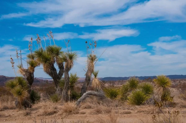 Dev bir yukka, Batı Teksas 'taki Big Bend Ulusal Parkı' nda yetişen birçok çöl bitkisinden biridir..