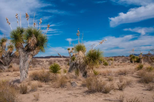 Giant Yucca One Many Desert Plants Found Growing Big Bend — Stock Photo, Image