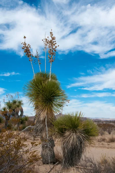 Giant Yucca One Many Desert Plants Found Growing Big Bend — Stock Photo, Image