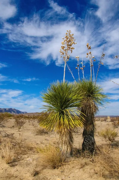 Dev bir yukka, Batı Teksas 'taki Big Bend Ulusal Parkı' nda yetişen birçok çöl bitkisinden biridir..