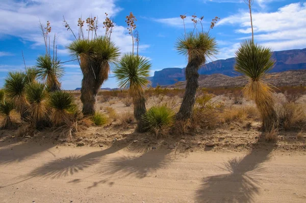 Obrovská Yucca Jedna Mnoha Pouštních Rostlin Které Rostou Národním Parku — Stock fotografie