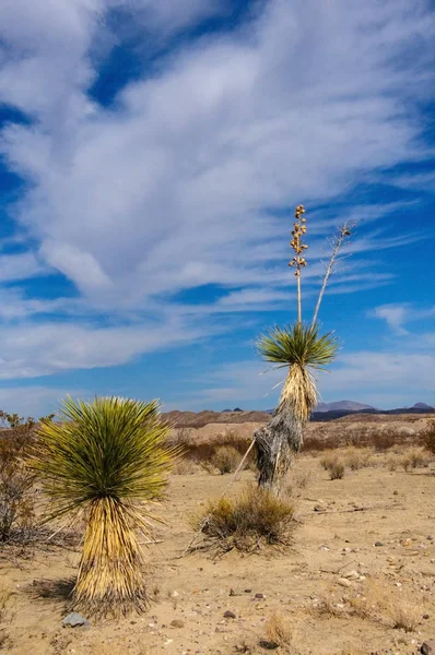 Dev bir yukka, Batı Teksas 'taki Big Bend Ulusal Parkı' nda yetişen birçok çöl bitkisinden biridir..