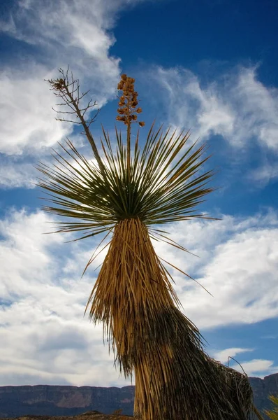Dev bir yukka, Batı Teksas 'taki Big Bend Ulusal Parkı' nda yetişen birçok çöl bitkisinden biridir..