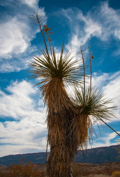 Giant Yucca One Many Desert Plants Found Growing Big Bend — Stock Photo, Image