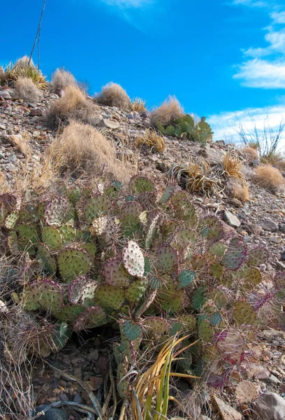 Big Bend Ulusal Parkı 'nın kaktüsü. Opuntia makrocentra: mor dikenli armut, siyah dikenli armut. Big Bend Ulusal Parkı