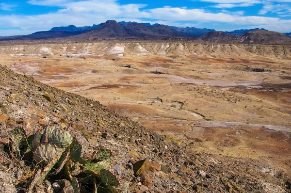 Big Bend Ulusal Parkı 'nın kaktüsü. Opuntia makrocentra: mor dikenli armut, siyah dikenli armut. Big Bend Ulusal Parkı