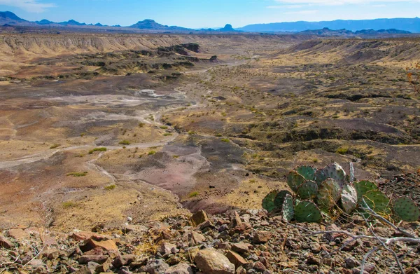 Big Bend Ulusal Parkı 'nın kaktüsü. Opuntia makrocentra: mor dikenli armut, siyah dikenli armut. Big Bend Ulusal Parkı