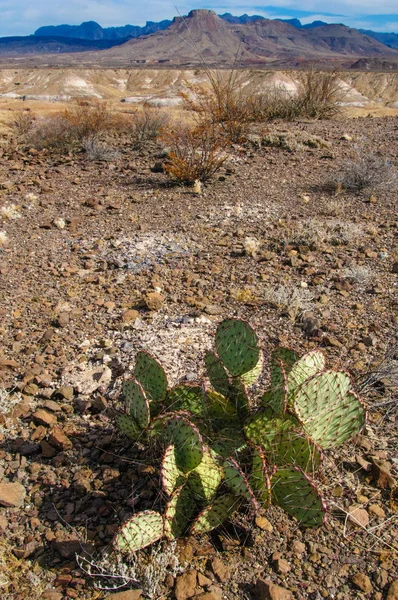 Big Bend Ulusal Parkı 'nın kaktüsü. Opuntia makrocentra: mor dikenli armut, siyah dikenli armut. Big Bend Ulusal Parkı