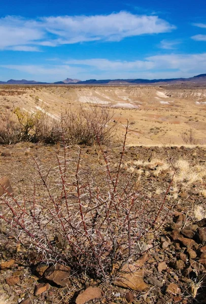 Taş çöl, Teksas 'taki dağlarda çöl manzarası Big Bend Ulusal Parkı, kaktüs ve çöl bitkileri.