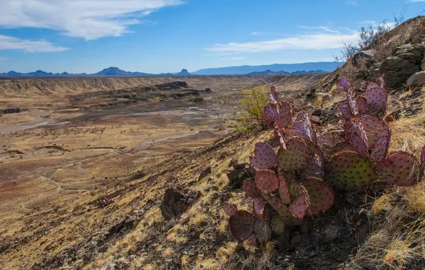Big Bend Ulusal Parkı 'nın kaktüsü. Opuntia makrocentra: mor dikenli armut, siyah dikenli armut. Big Bend Ulusal Parkı