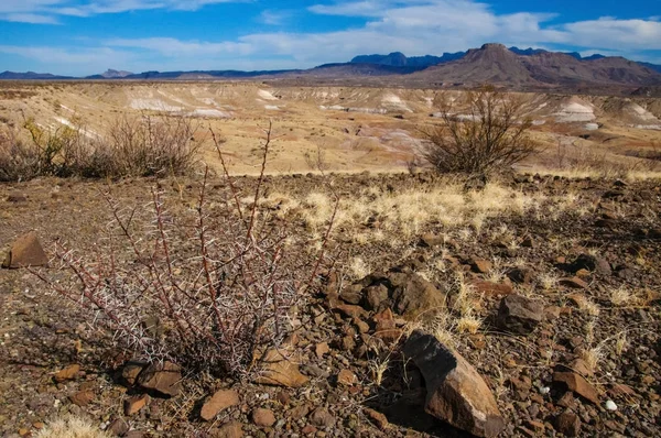 Taş çöl, Teksas 'taki dağlarda çöl manzarası Big Bend Ulusal Parkı, kaktüs ve çöl bitkileri.