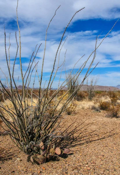 Opuntia Planta Ocotillo Fouquieria Splendens Deserto Chihuahuan Parque Nacional Big — Fotografia de Stock