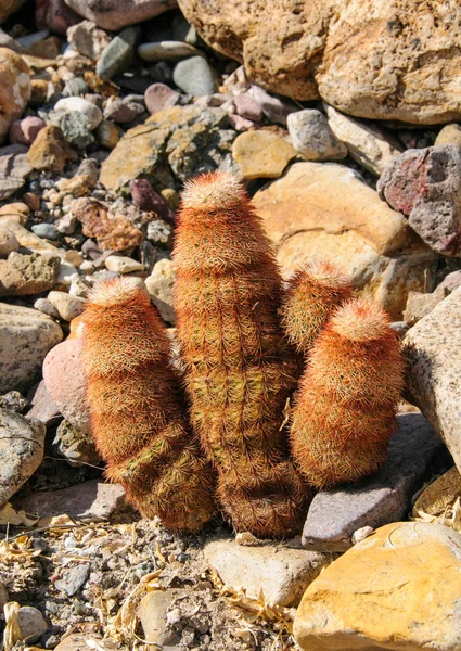Big Bend Ulusal Parkı 'nın kaktüsü. Echinocereus pectinatus, Texas gökkuşağı kaktüsü, Teksas Eyaleti Vahşi Hayatı.