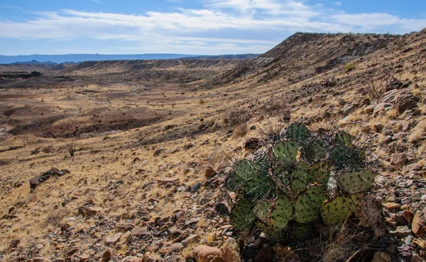 Big Bend Ulusal Parkı 'nın kaktüsü. Opuntia makrocentra: mor dikenli armut, siyah dikenli armut. Big Bend Ulusal Parkı