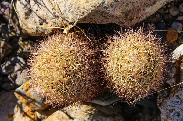 Cacti Big Bend National Park Escobaria Tuberculosa Whitecolumn Foxtail Cactus — стокове фото