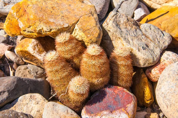 Big Bend Ulusal Parkı 'nın kaktüsü. Echinocereus pectinatus, Texas gökkuşağı kaktüsü, Teksas Eyaleti Vahşi Hayatı.