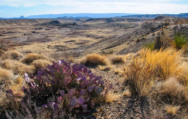 Opuntia makrocentra, Mor dikenli armut kaktüsü, Big Bend Ulusal Parkı