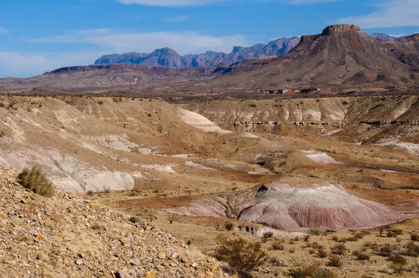 Big Bend Ulusal Parkı 'nın kaktüsü. Echinocereus stramineus: Çilekli kirpi kaktüsü, Big Bend Ulusal Parkı 'ndaki Teksas Çölü' nde saman renkli kirpi.. 