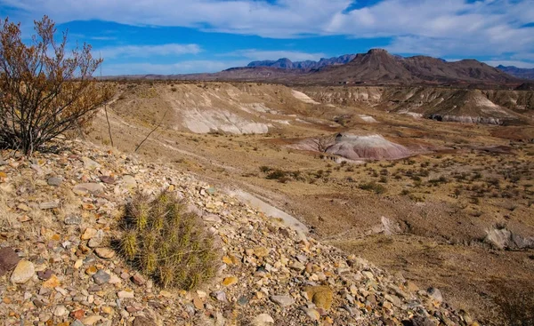 Big Bend Ulusal Parkı 'nın kaktüsü. Echinocereus stramineus: Çilekli kirpi kaktüsü, Big Bend Ulusal Parkı 'ndaki Teksas Çölü' nde saman renkli kirpi.. 